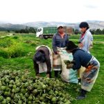 2011-2013| Competitividad de la cadena de alcachofa en el Valle del Mantaro