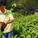 2011-2013| Mejora de la competitividad de los pequeños productores de cacao orgánico de la provincia de Satipo, región Junín