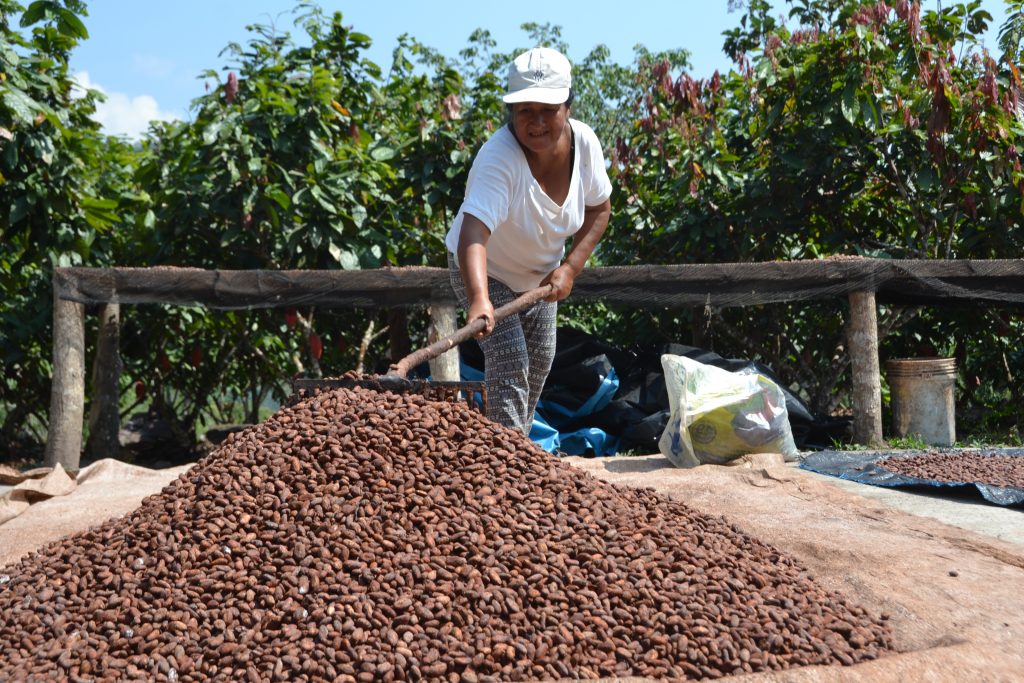 2014–2015| Productores agroforestales aprovechan sosteniblemente las oportunidades comerciales del cacao orgánico en Satipo.