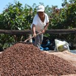 2014–2015| Productores agroforestales aprovechan sosteniblemente las oportunidades comerciales del cacao orgánico en Satipo.