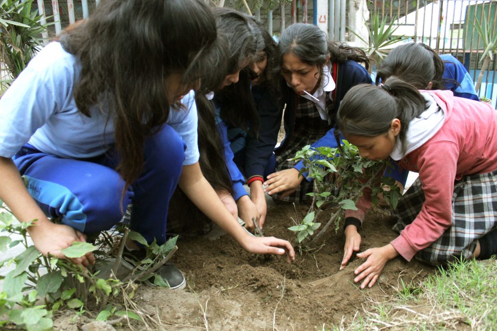 INFOVIDA | Estudiantes de Lima Sur recuperan los biohuertos de sus centros educativos