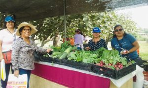 INFOVIDA| Funcionarios/as de Lima Sur fortalecen sus conocimientos en agricultura urbana en la Universidad Agraria de La Molina