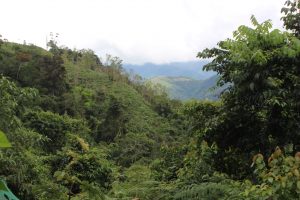 INFOVIDA | Bosques de Neblina-Selva Central son reconocidos como Reserva de Biósfera por la Unesco