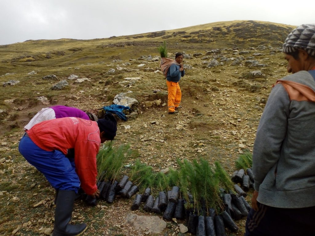 Comuneros/as de San José de Apata realizan actividades de reforestación en el distrito de Apata