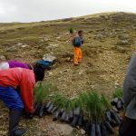 Comuneros/as de San José de Apata realizan actividades de reforestación en el distrito de Apata
