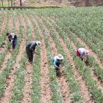 2020-2022| Agroecología, gestión de riesgos climáticos y de desastres, con enfoque de género, en comunidades urbanas, y rurales asentadas en 3 microcuencas de Lima Sur y Junín