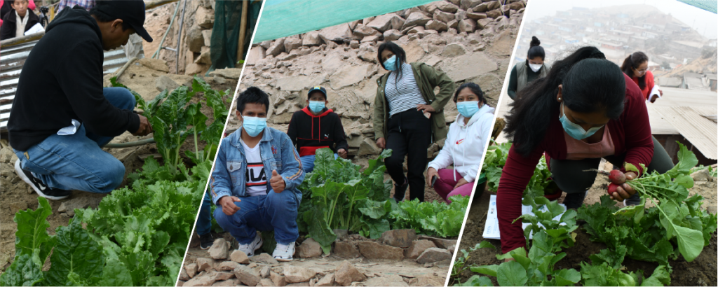 VMT: Familias implementan un andén biohuerto para enfrentar la inseguridad alimentaria en su asentamiento humano