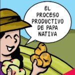 El Proceso Productivo de la papa nativa