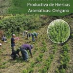 Estudio de la Cadena Productiva de Hierbas Aromáticas: Orégano