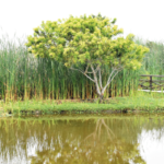 Los humedales, solución natural frente al cambio climático