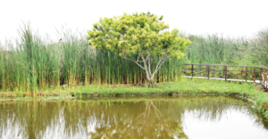 Los humedales, solución natural frente al cambio climático