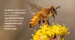 Día Mundial de las Abejas: Importancia de los polinizadores para la seguridad alimentaria y la biodiversidad