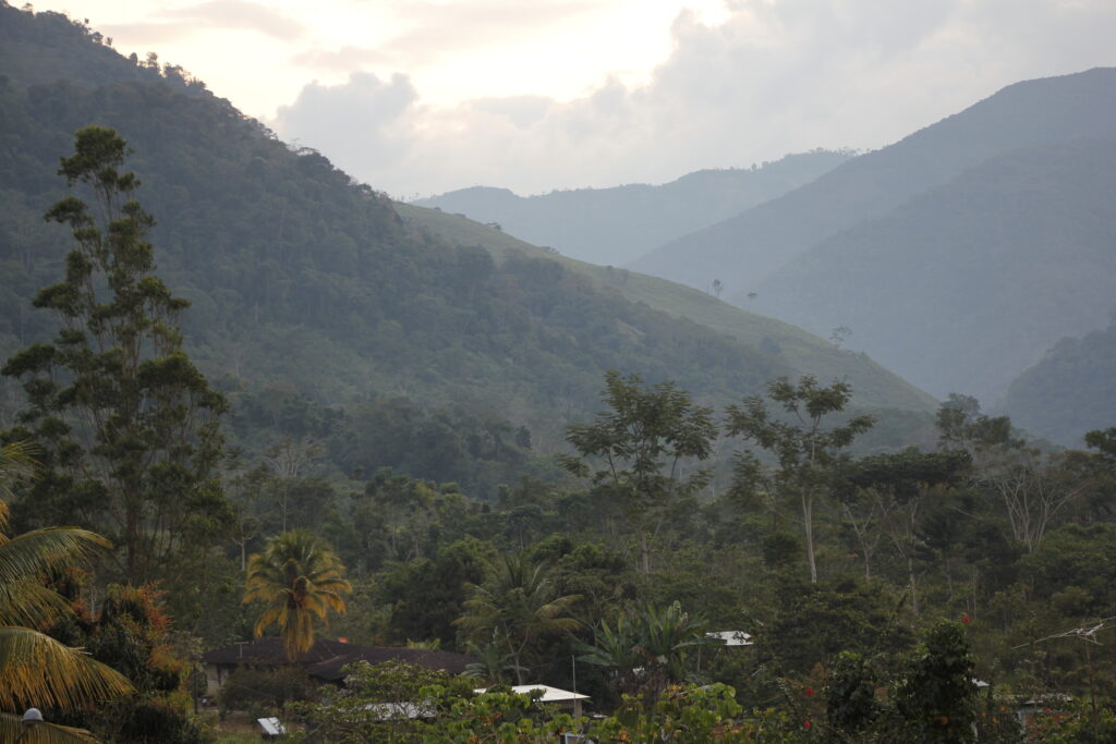 NO  A LA MODIFICATORIA DE LA LEY FORESTAL Y DE FAUNA SILVESTRE (LEY 29763)