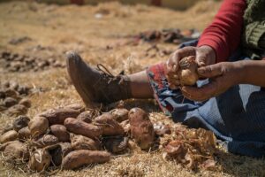 Cambio climático pone en riesgo la agricultura familiar que abastece el 83% de alimentos en el Perú