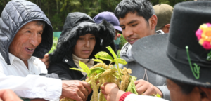 Agricultores/as de papas nativas de Junín y Huancavelica intercambian saberes agroecológicos en Andahuaylas
