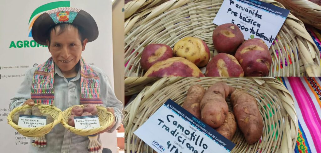 Asociaciones agroecológicas de Junín y Huancavelica ofrecen semillas de papas tradicionales y certificadas por SENASA en exitosa preventa