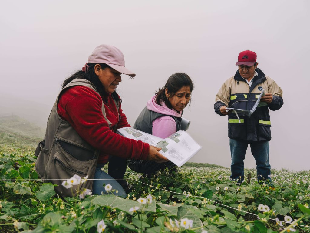 2026-2029| Conservando las Lomas de Lima Sur: Respuesta Comunitaria frente a la crisis climática