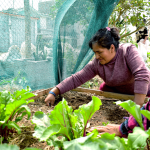2026-2027| Agricultura urbana en Lima Sur ante la inseguridad alimentaria y cambio climático – III