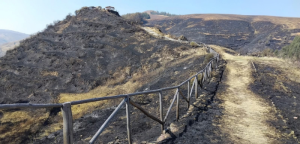 Junín: Incendio forestal destruye más de 6 mil plantones nativos en área de conservación comunal “Rumichurco”, Ñuñunhuayo, Jauja